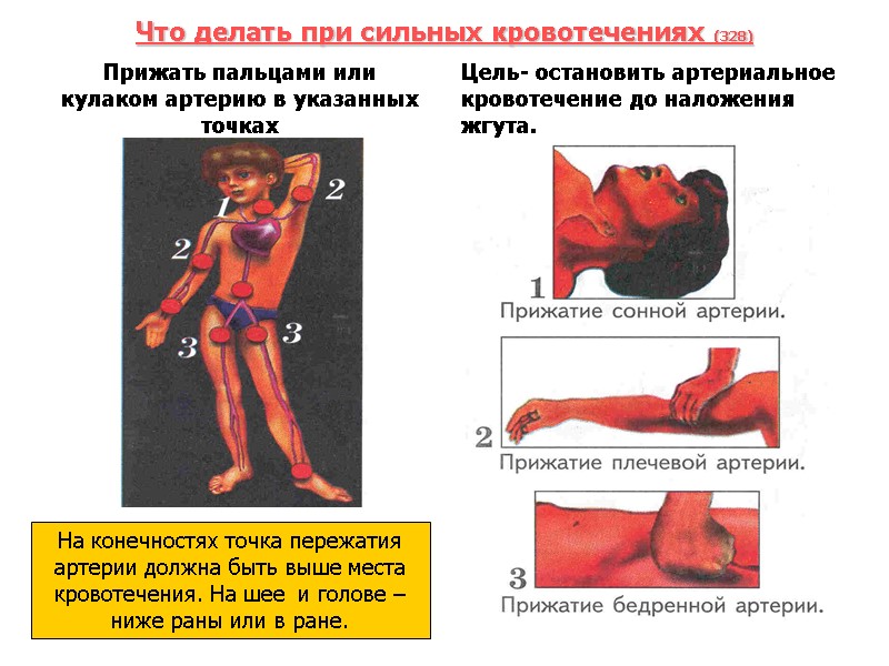 Что делать при сильных кровотечениях (328) Прижать пальцами или кулаком артерию в указанных точках